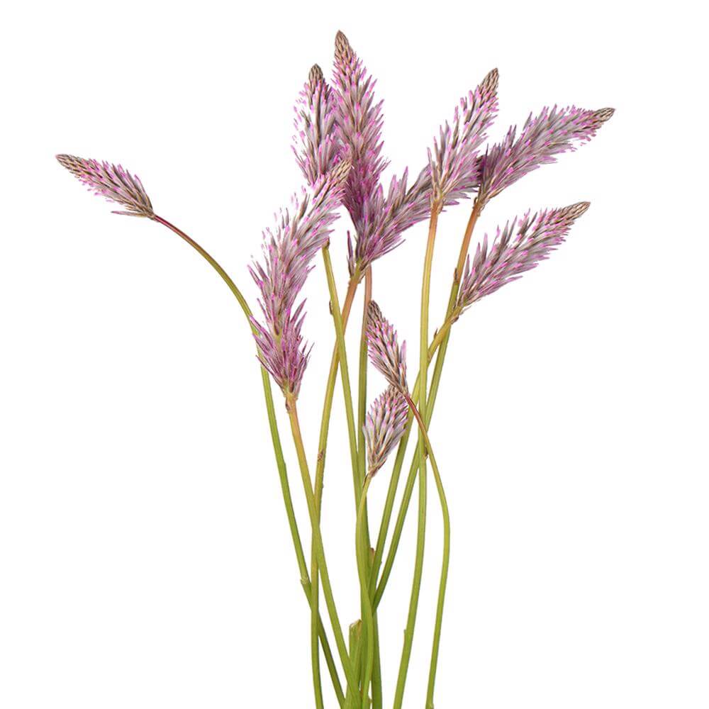 esmeralda-farms-ptilotus-matilda-2