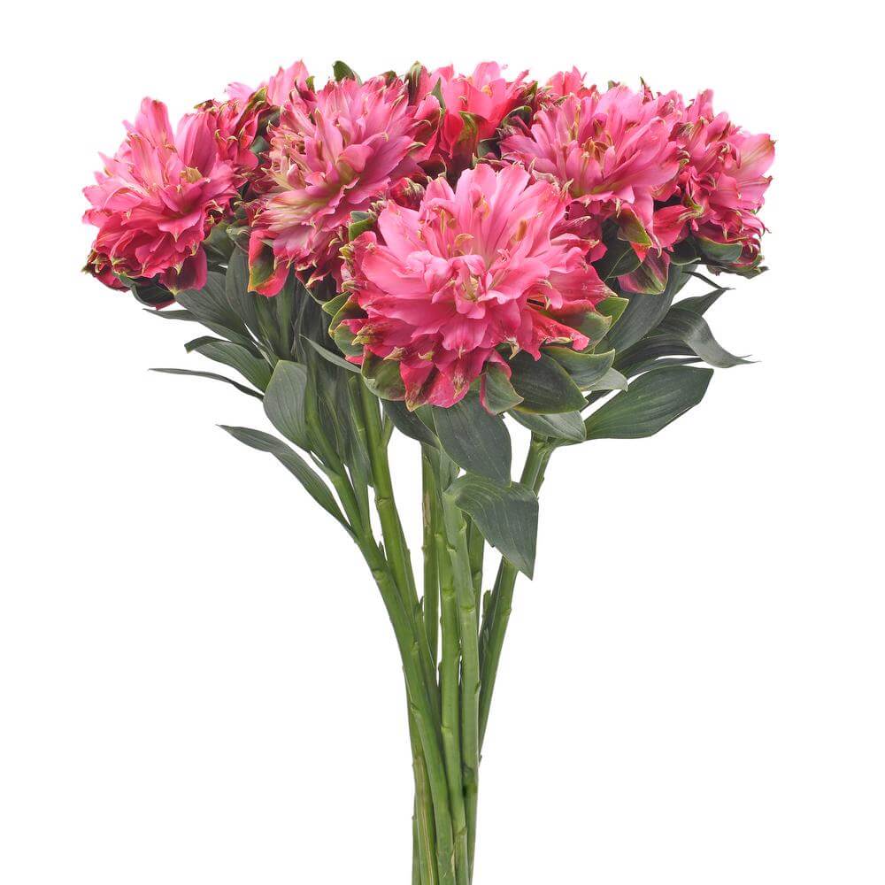esmeralda-farms-alstroemeria-fashionista-sofiena-hot pink-2