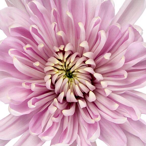 esmeralda-farms-cremon-rossano-pink-1