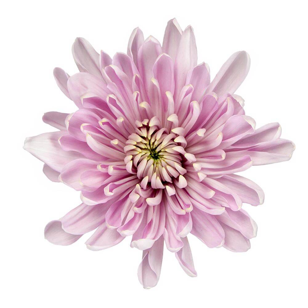 esmeralda-farms-cremon-rossano-pink-2