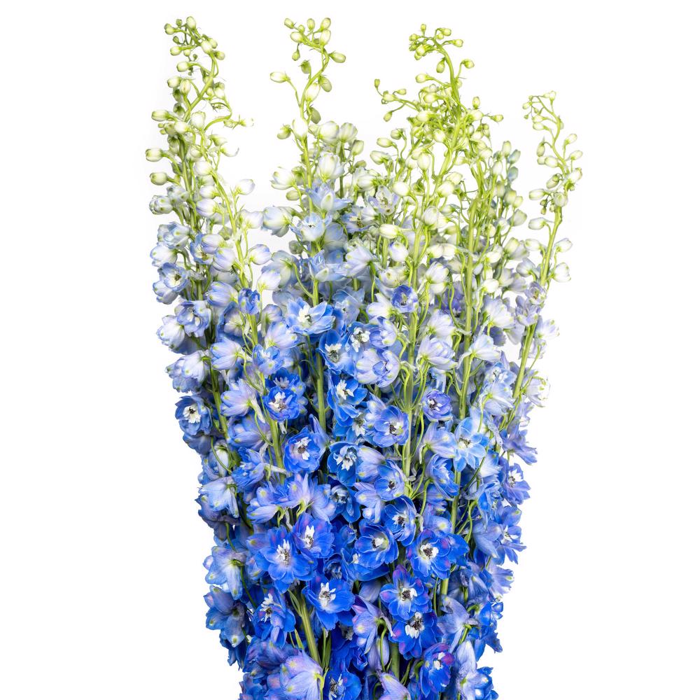 esmeralda-delphinium-blue-bird