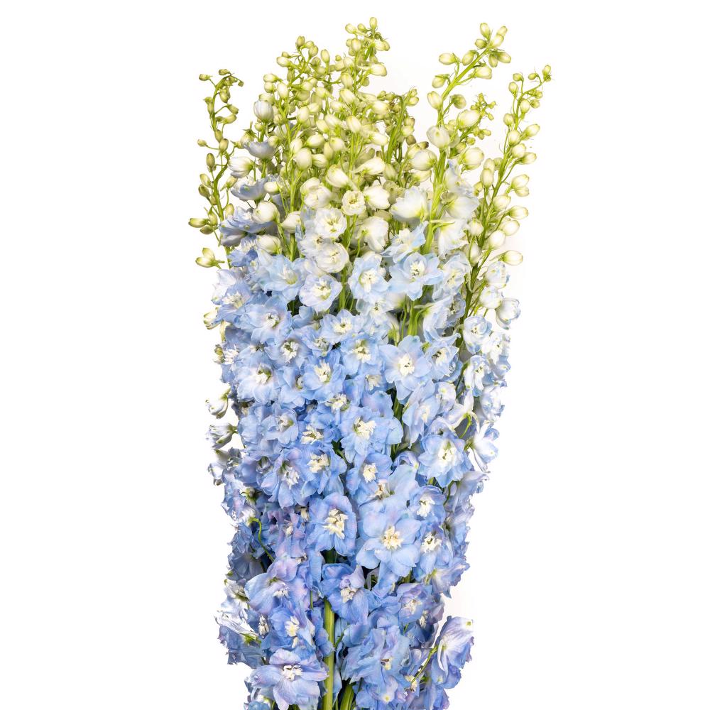 esmeralda-delphinium-summer-skies