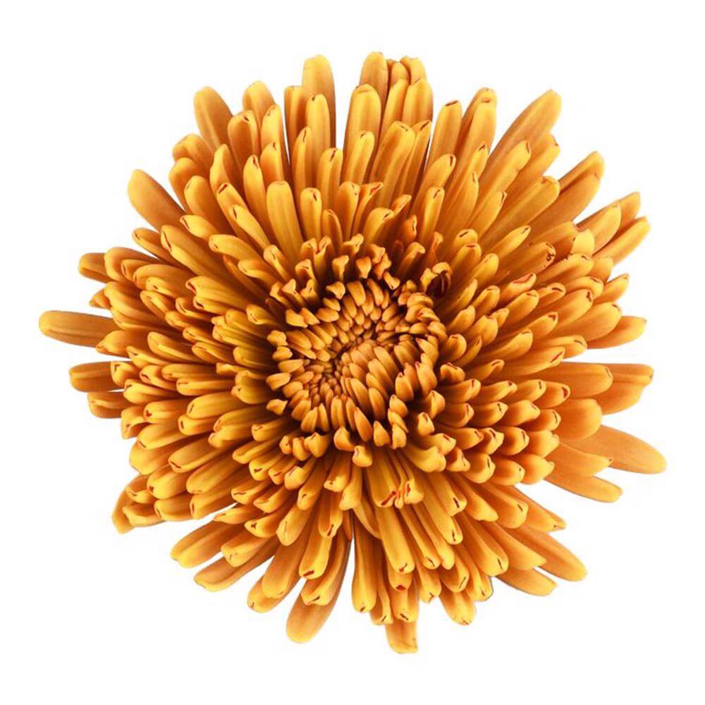 esmeralda-farms-disbud-spider-mum-chewbaca-2