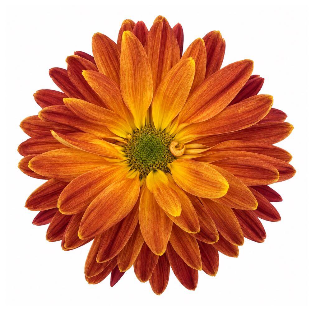esmeralda-farms-disbud-fantail-bronze-2