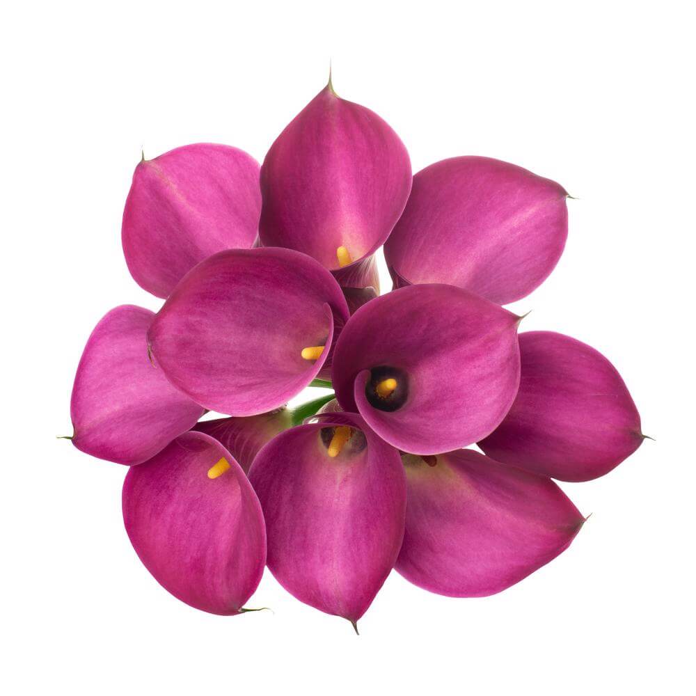 esmeralda-farms-mini-calla-lily-fantasia-2