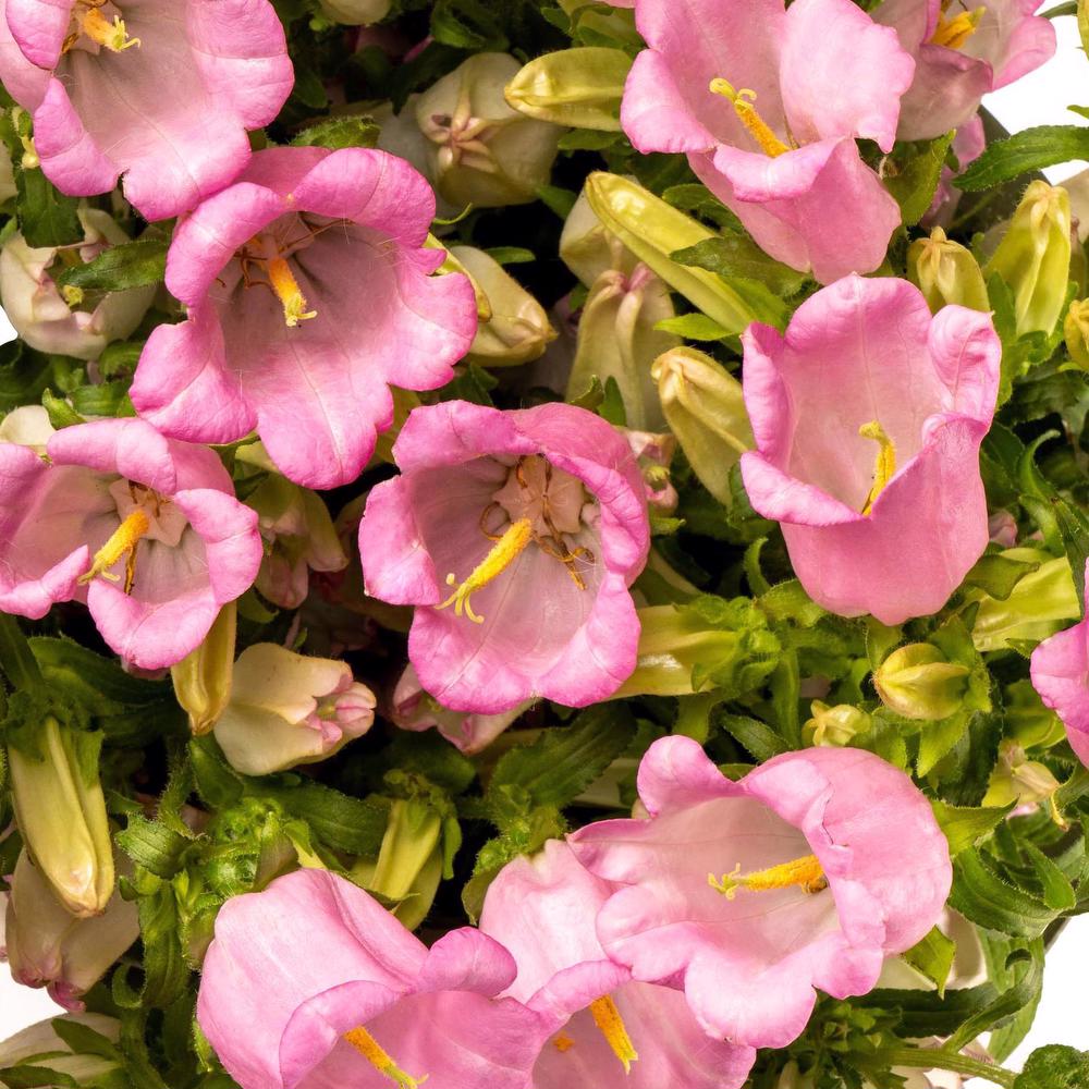 esmeralda-campanula-champion-pink