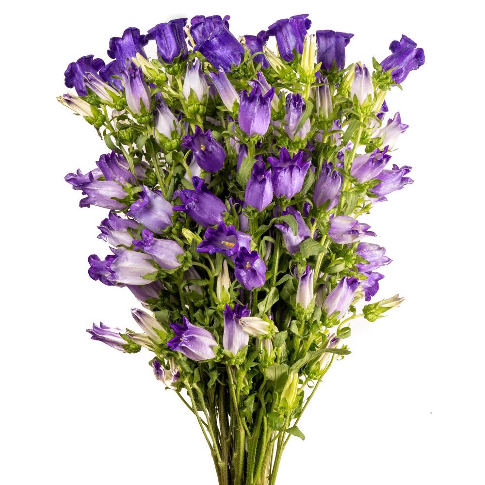 esmeralda-campanula-champion-blue