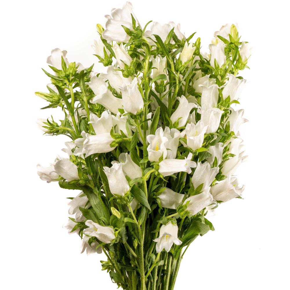 esmeralda-campanula-champion-white