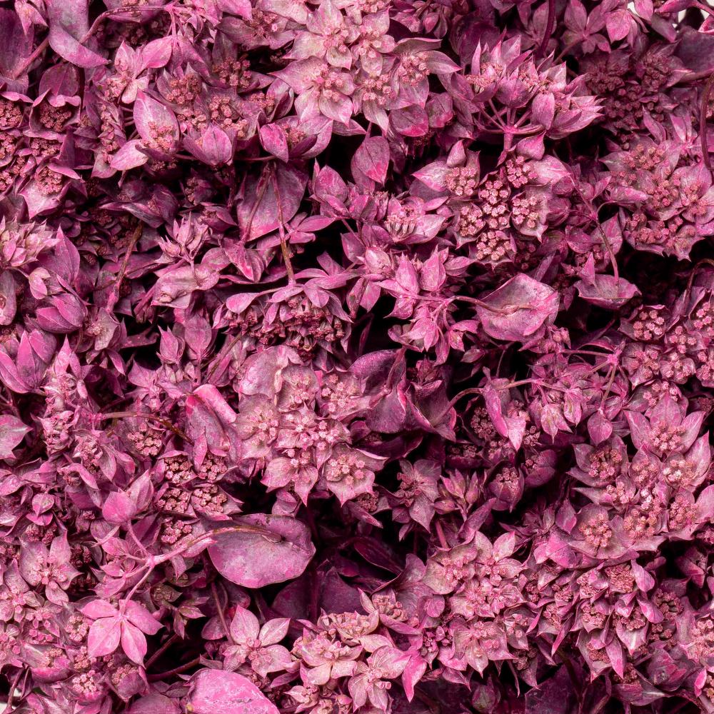 esmeralda-bupleurum-pink-painted