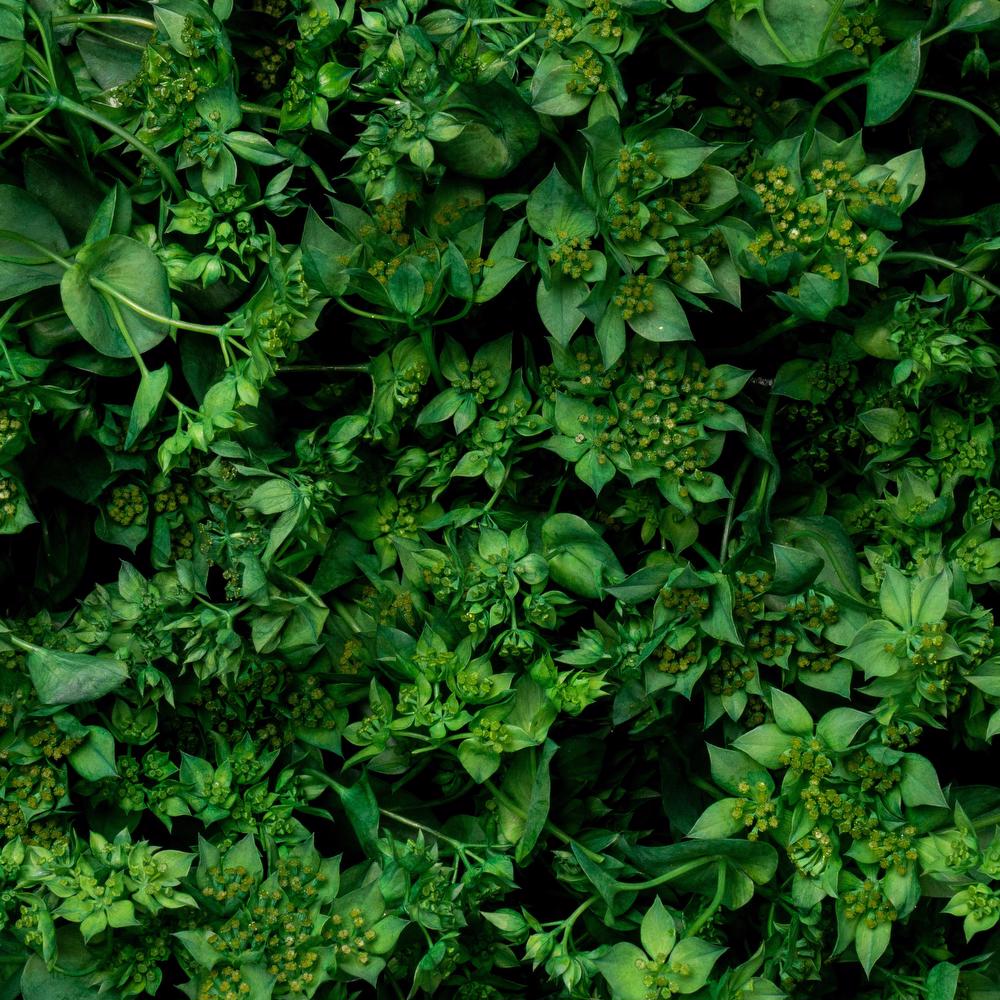 esmeralda-bupleurum-green-painted