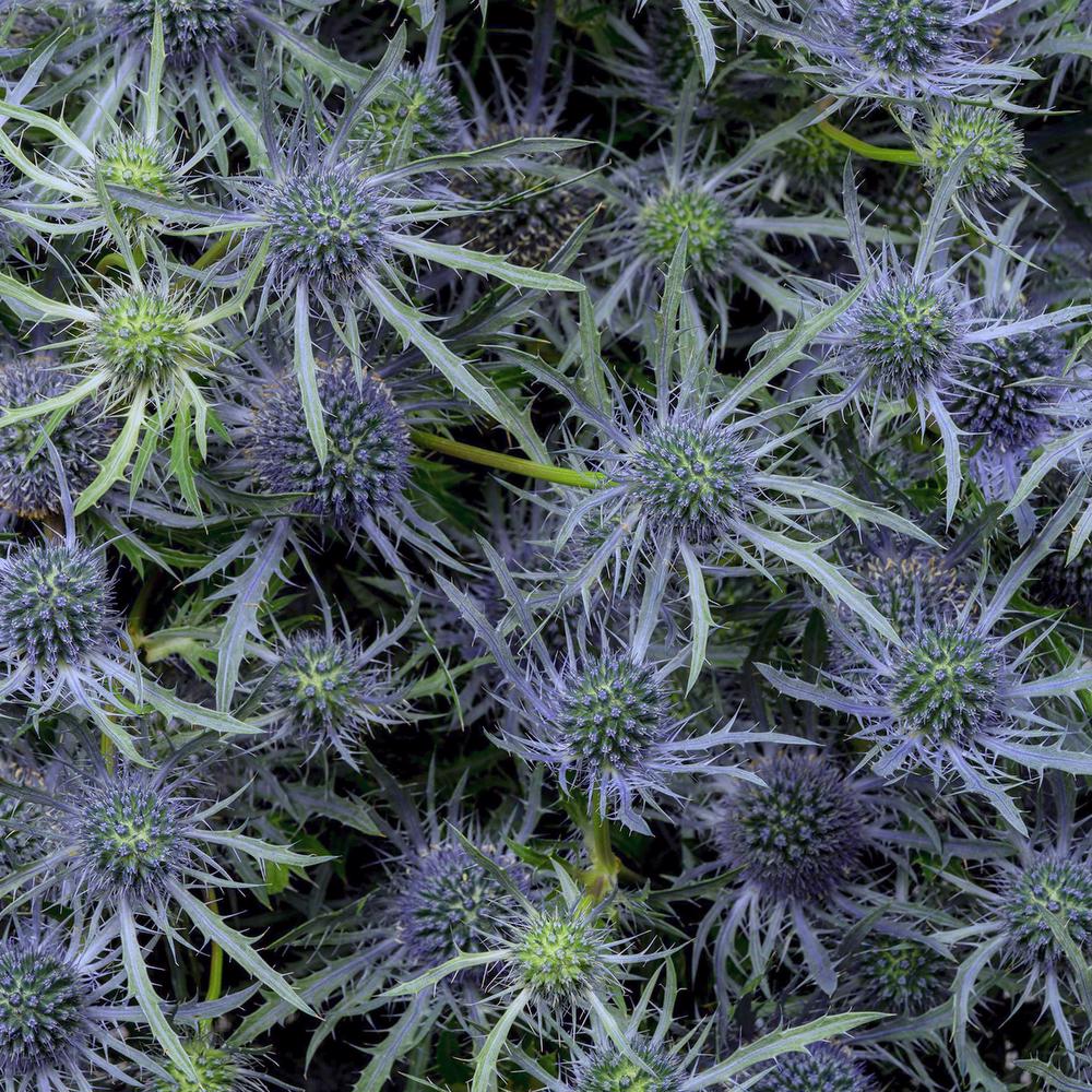 esmeralda-eryngium-blue-ice