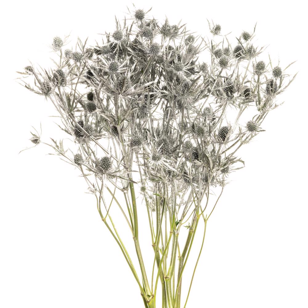 esmeralda-eryngium-silver-painted