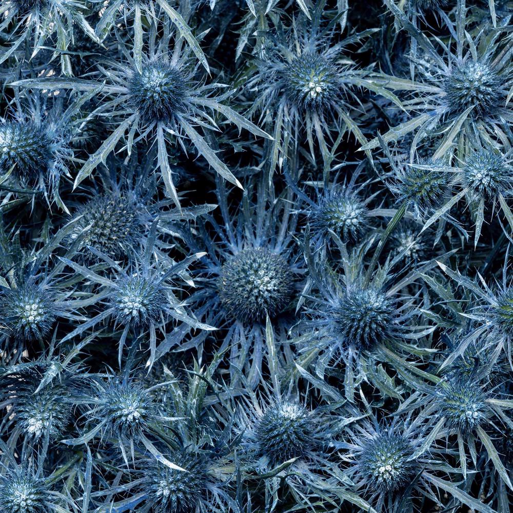 esmeralda-eryngium-blue-painted