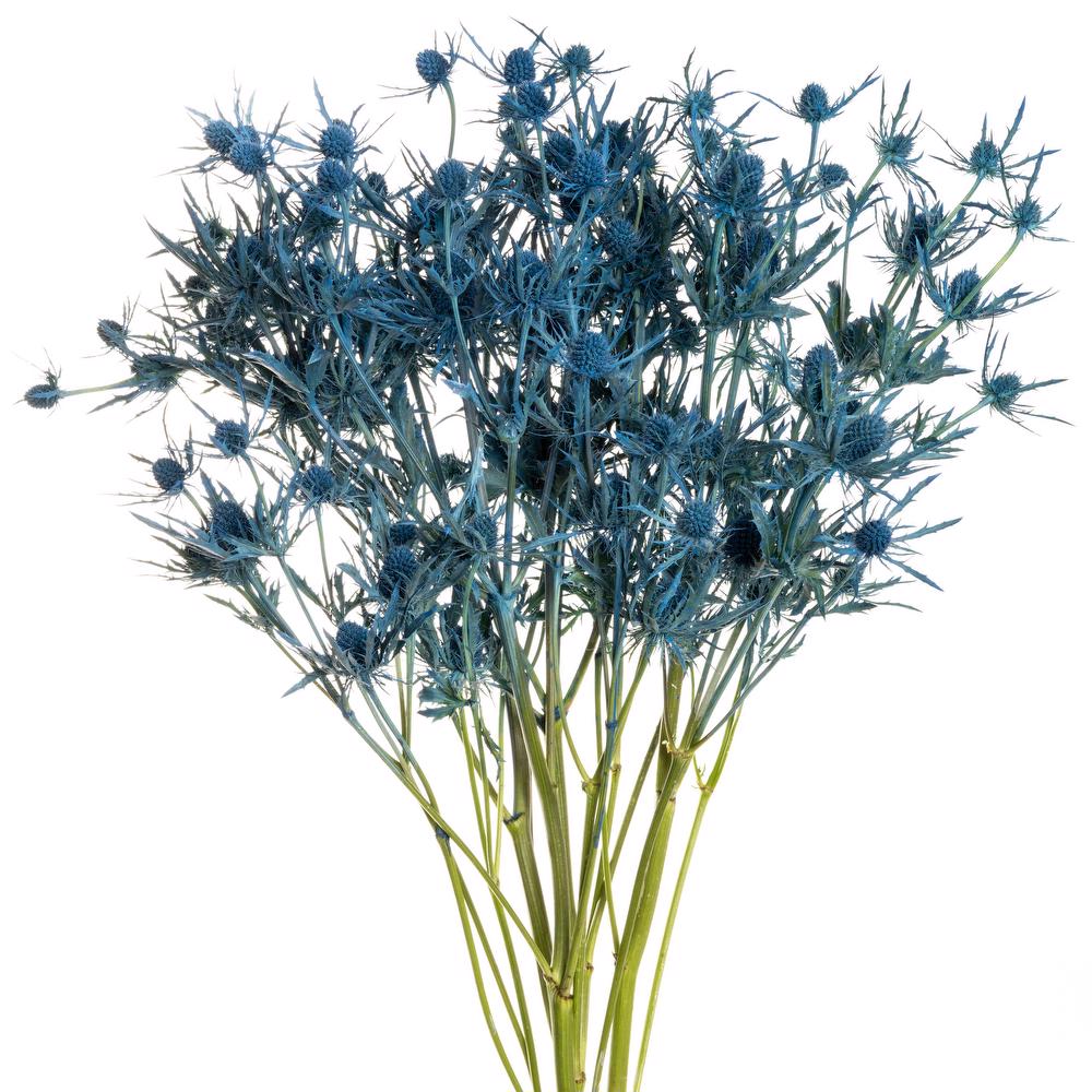 esmeralda-eryngium-blue-painted