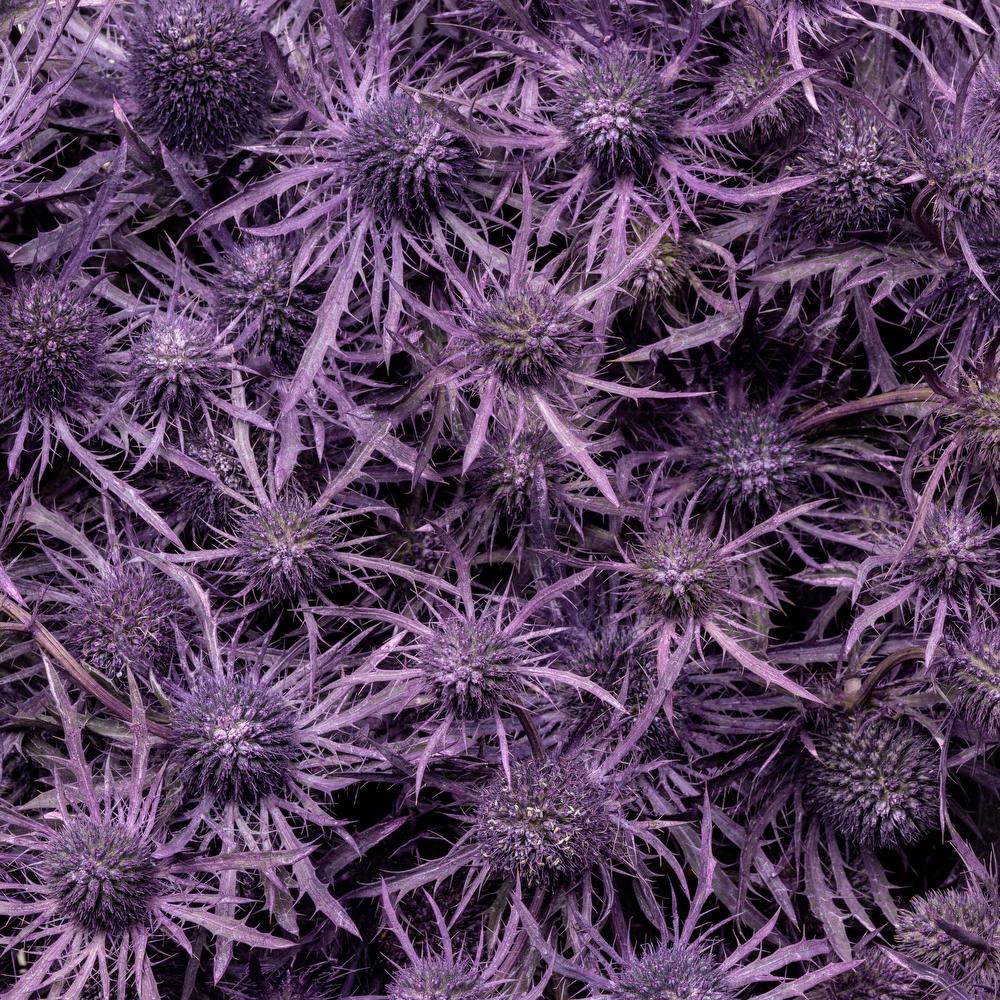 esmeralda-eryngium-purple-painted