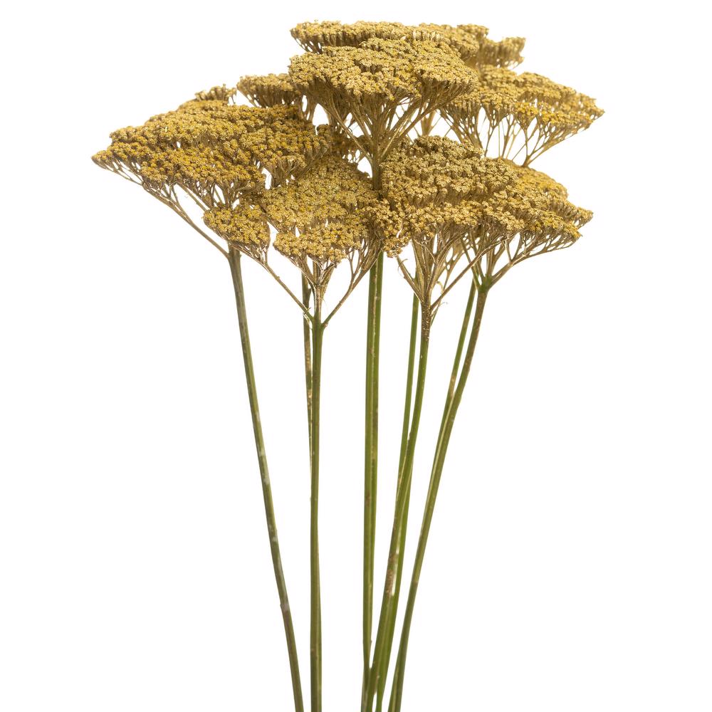 esmeralda-achillea-gold-painted