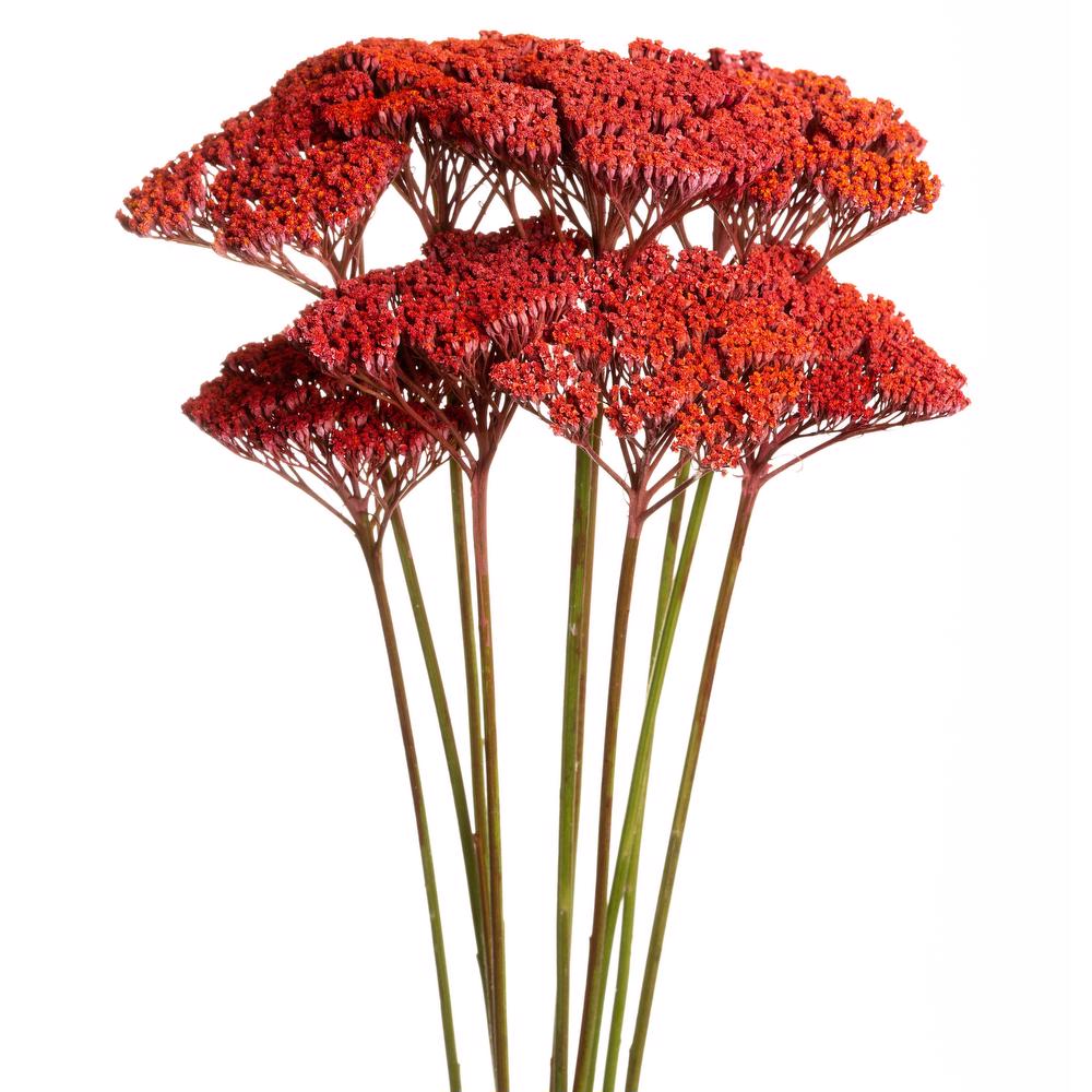 esmeralda-achillea-orange-painted