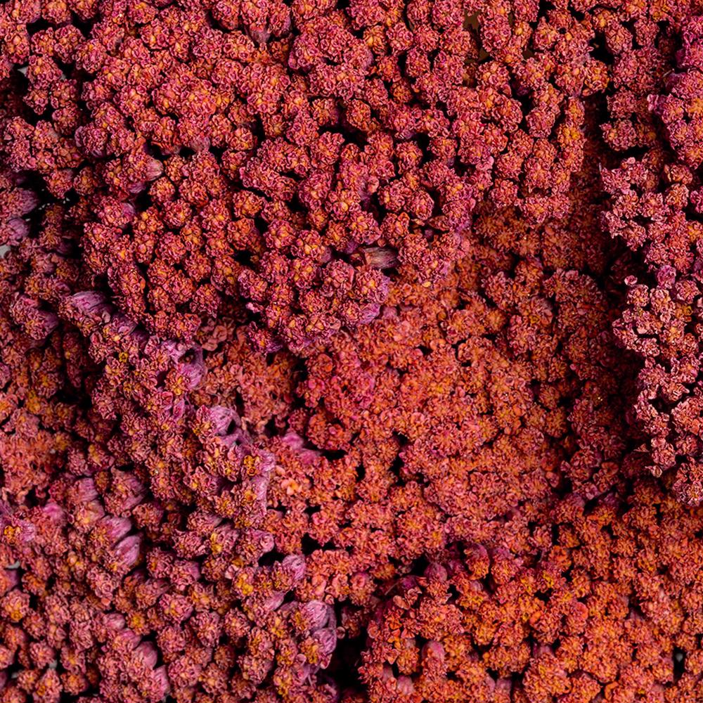 esmeralda-achillea-hot-pink-painted