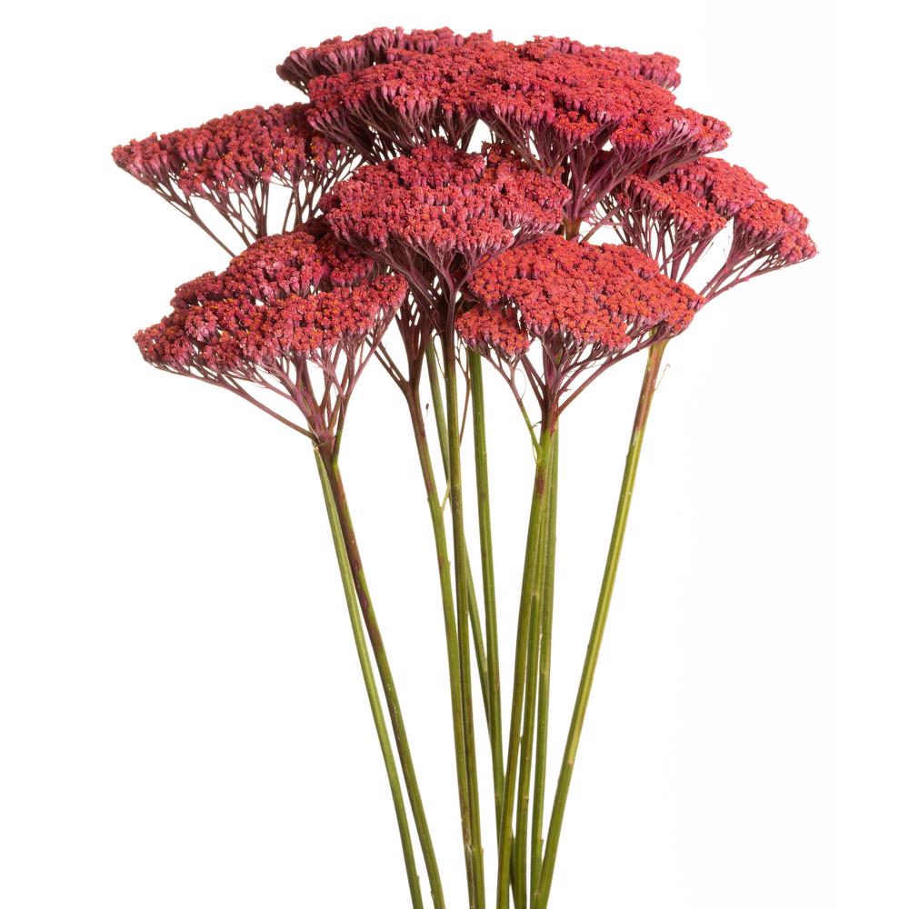  esmeralda-achillea-hot-pink-painted