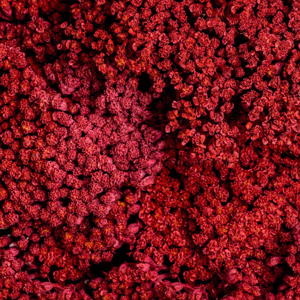 esmeralda-achillea-red-painted