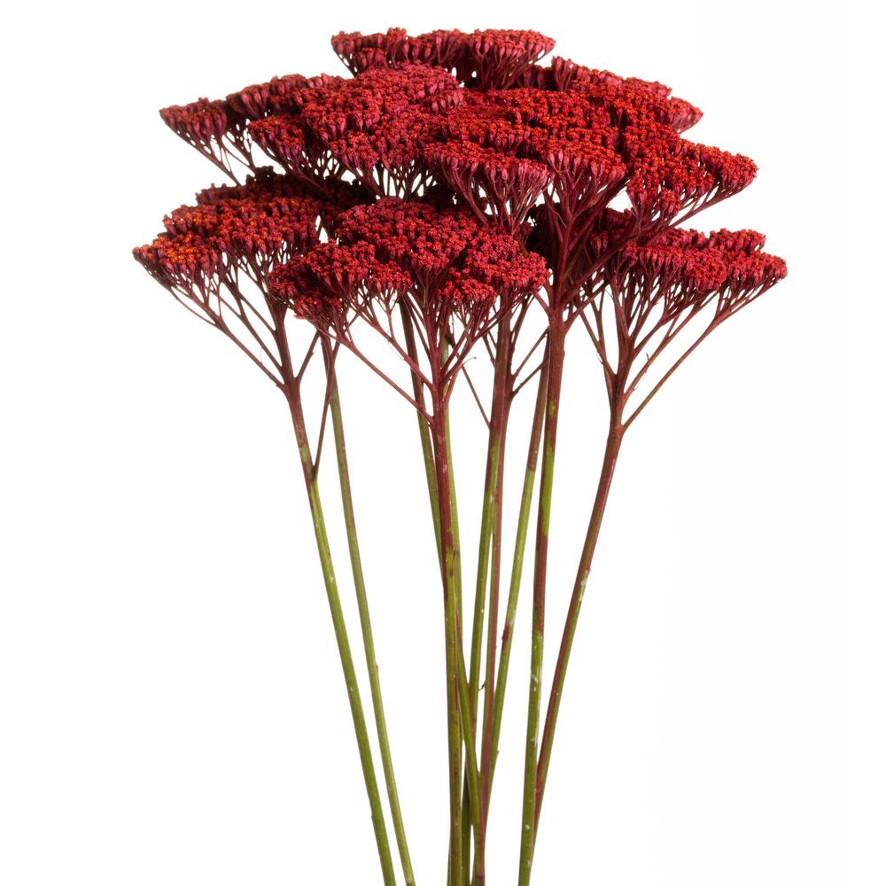 esmeralda-achillea-red-painted