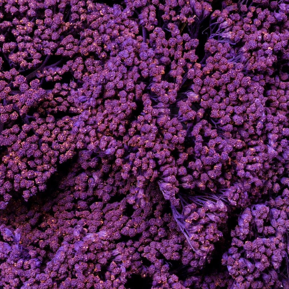 esmeralda-achillea-purple-painted