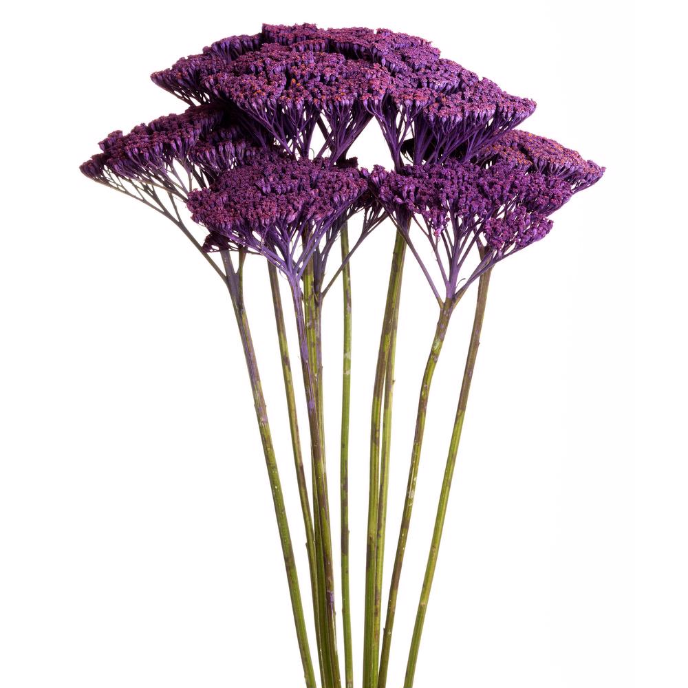 esmeralda-achillea-purple-painted