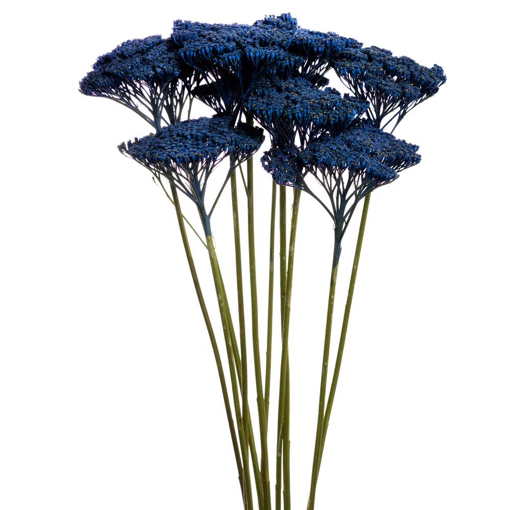 esmeralda-achillea-blue-painted