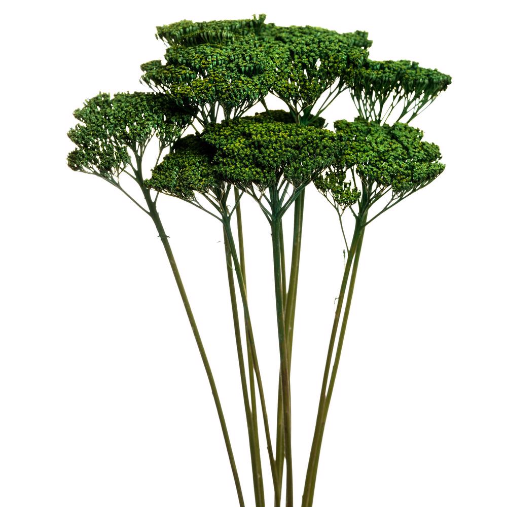 esmeralda-achillea-green-painted