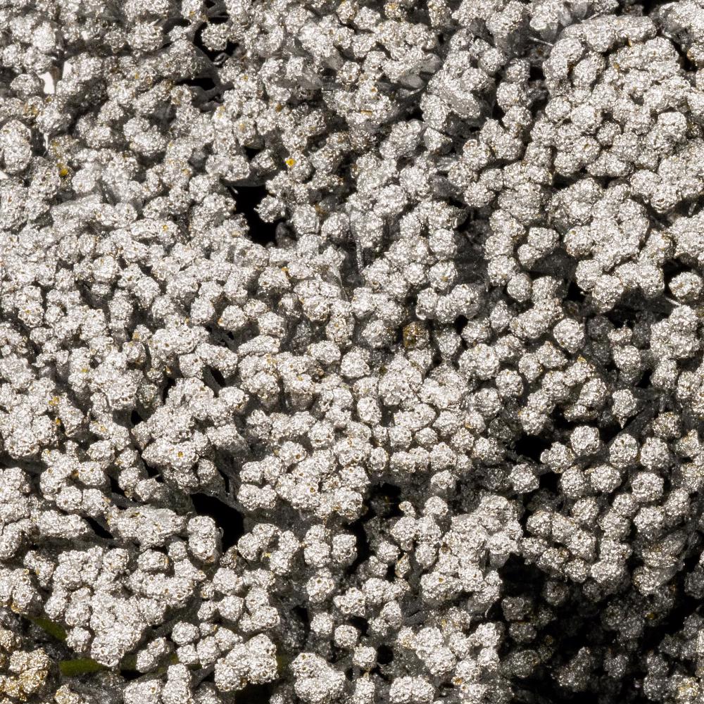 esmeralda-achillea-silver-painted