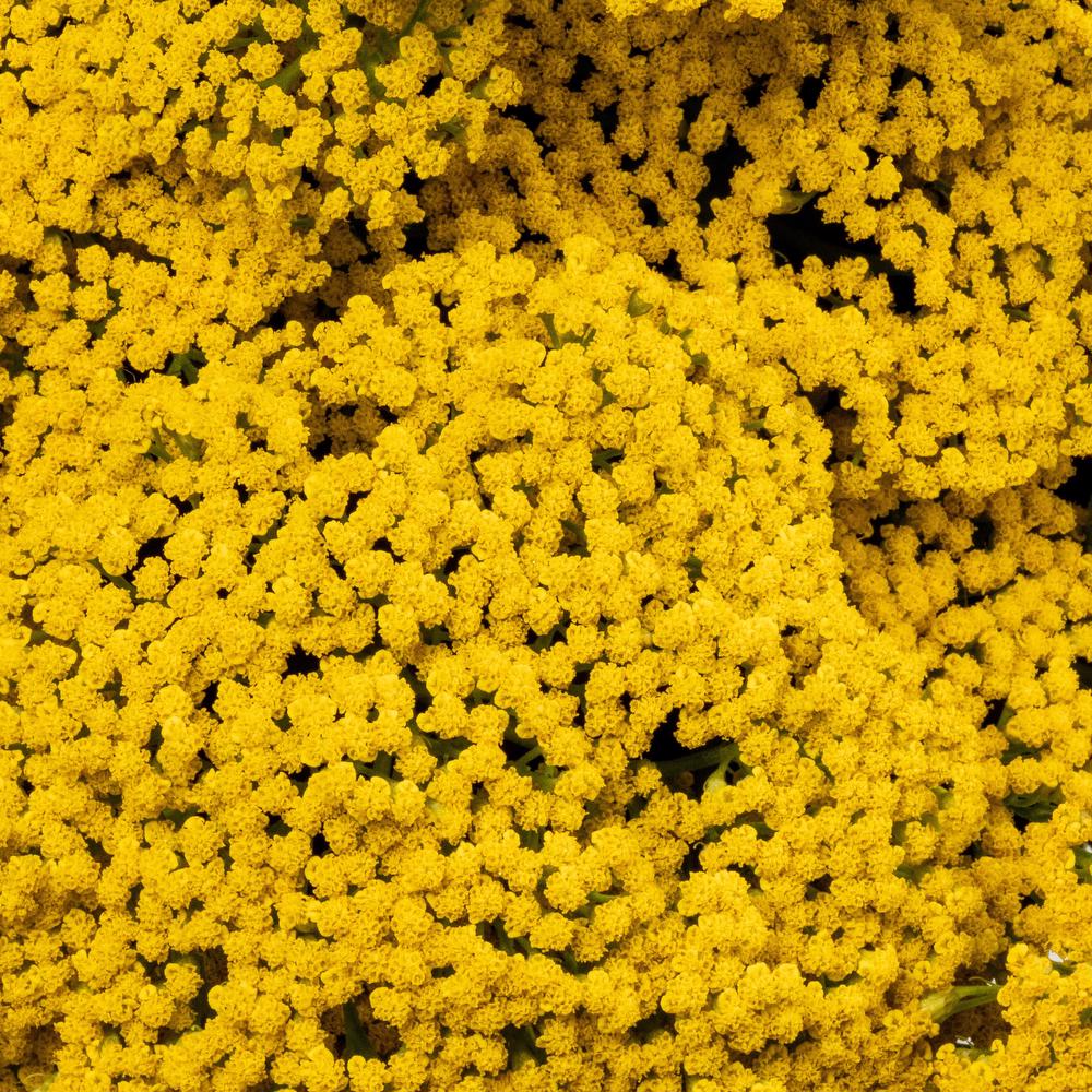 esmeralda-achillea-yellow