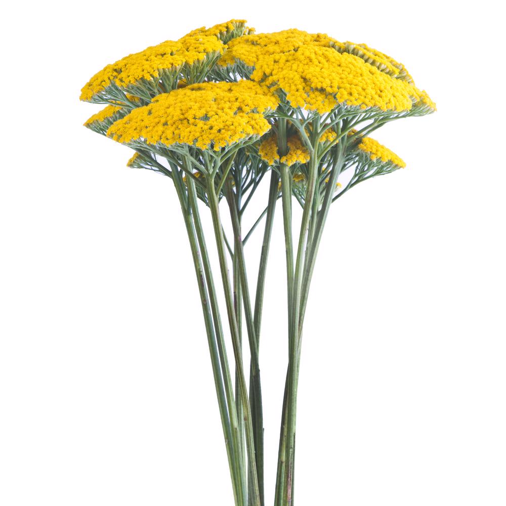 esmeralda-achillea-yellow