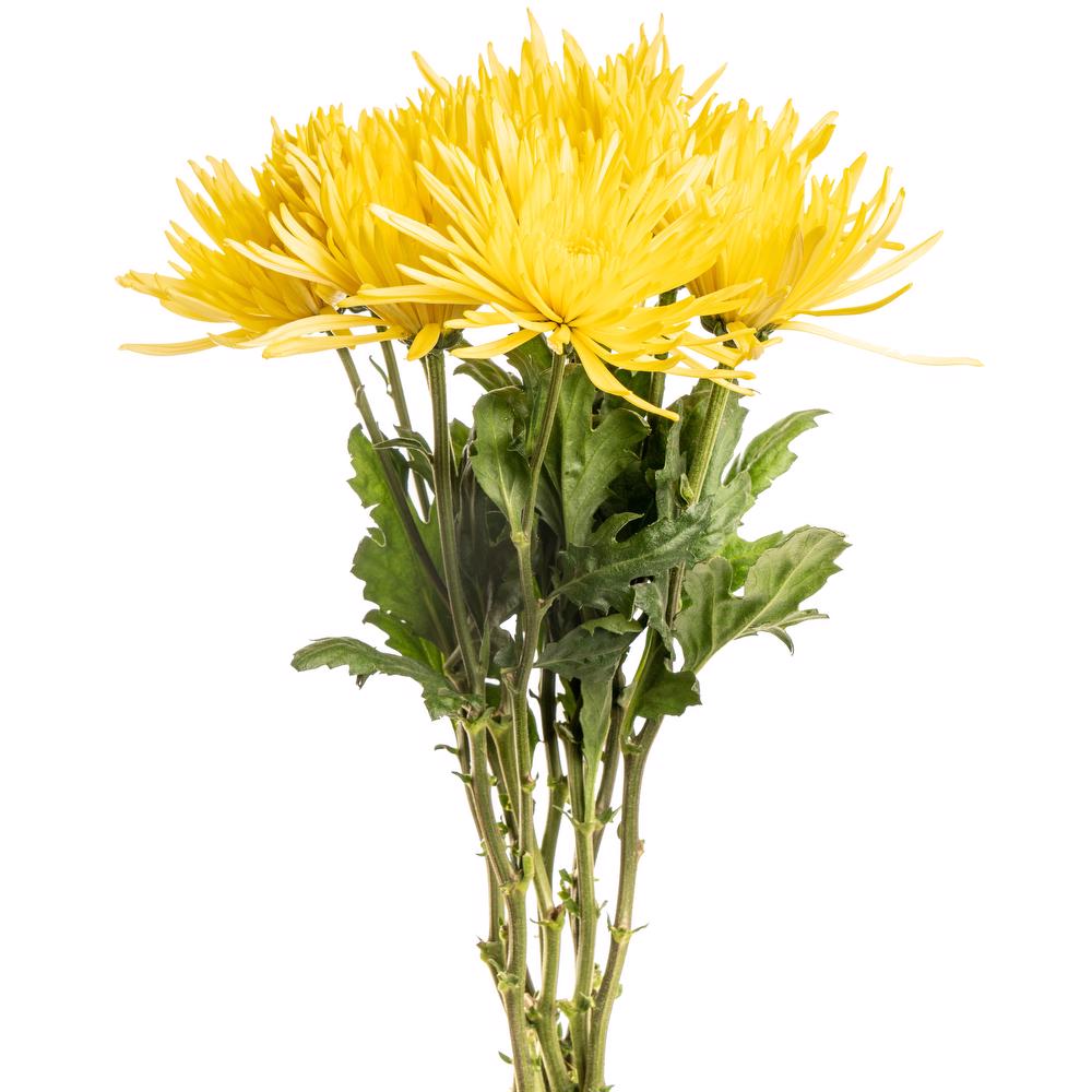 esmeralda-anastasia-natural-yellow