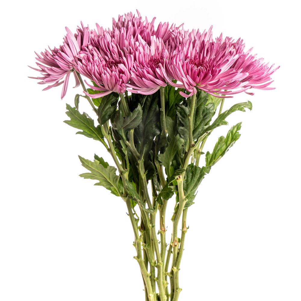 esmeralda-anastasia-natural-pink