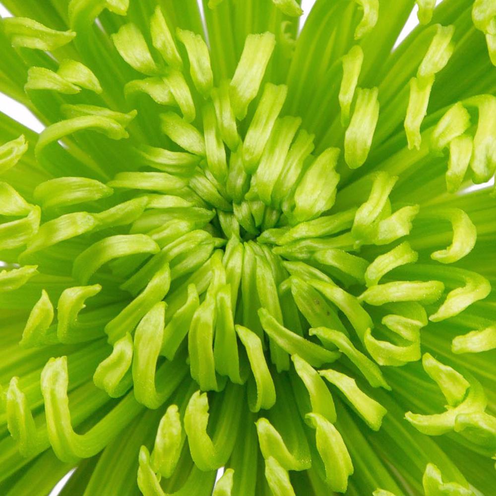 esmeralda-anastasia-natural-green