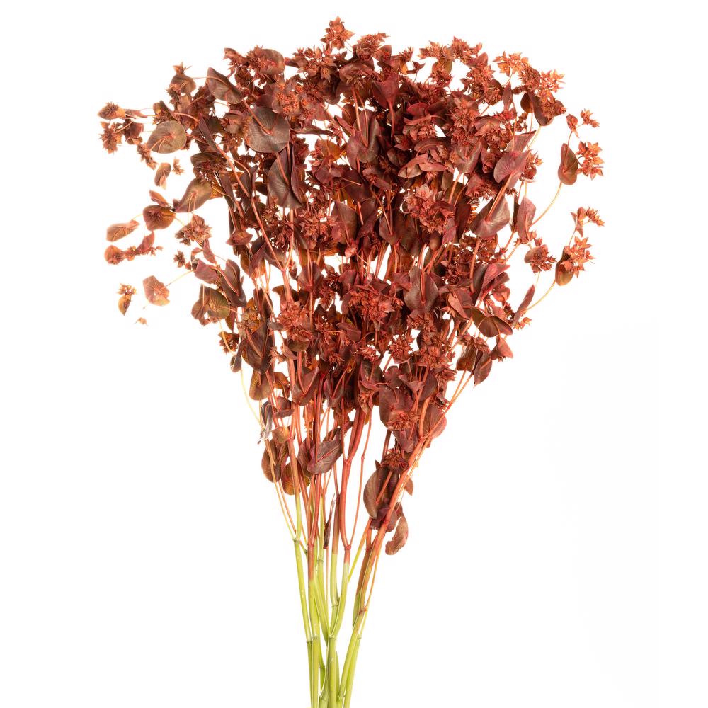 esmeralda-bupleurum-orange-painted