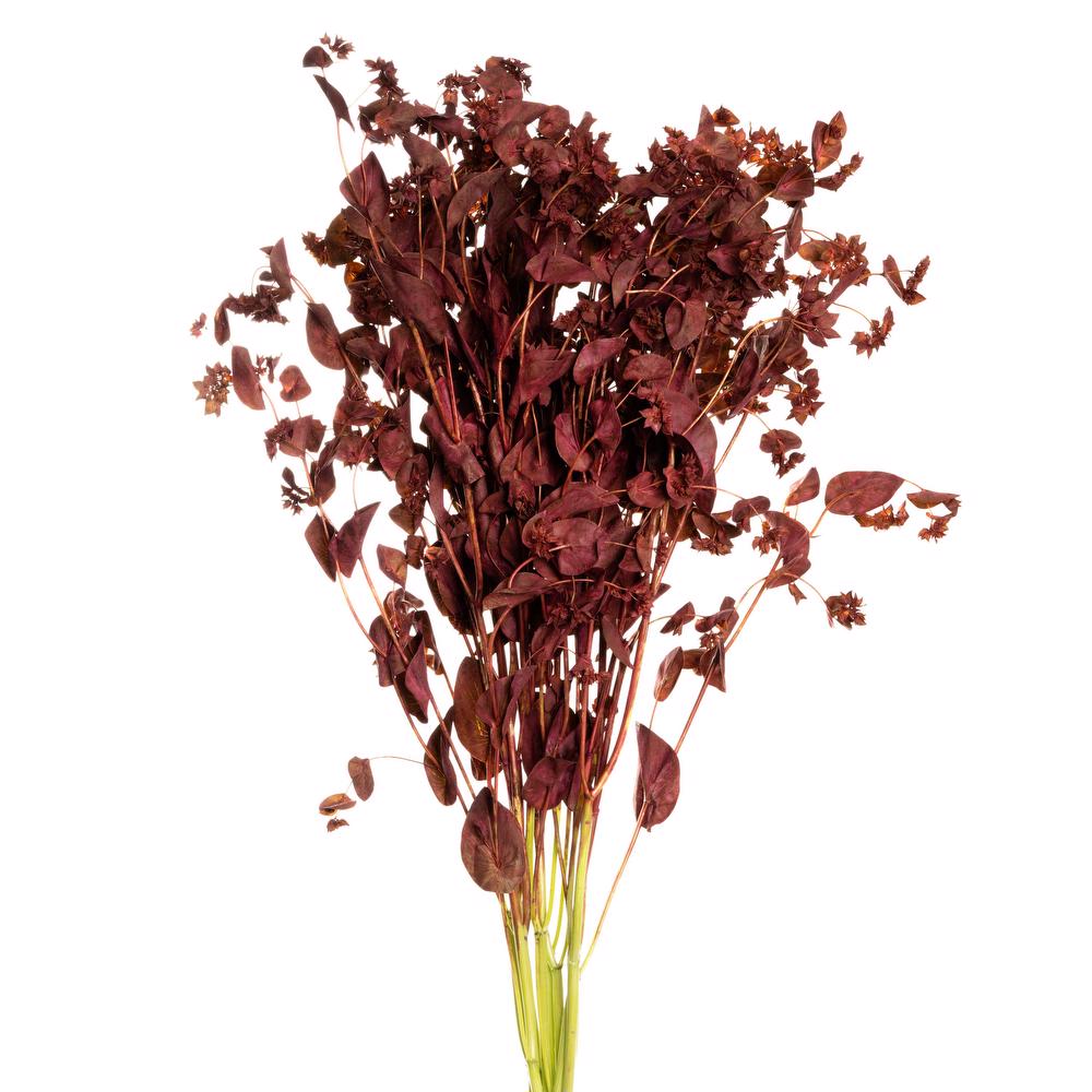 esmeralda-bupleurum-burgundy-painted