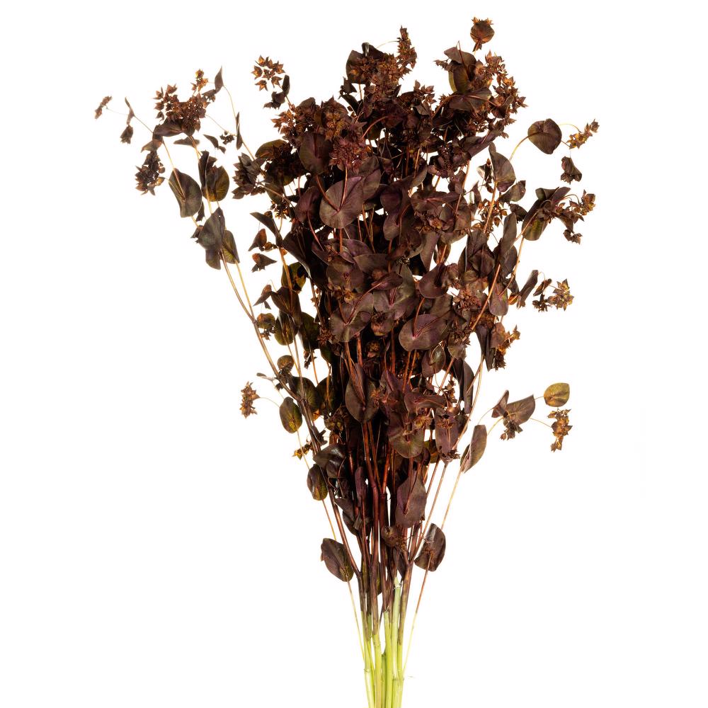 esmeralda-bupleurum-chocolate-painted