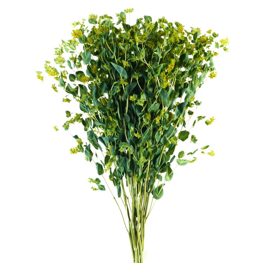 esmeralda-bupleurum-griffity