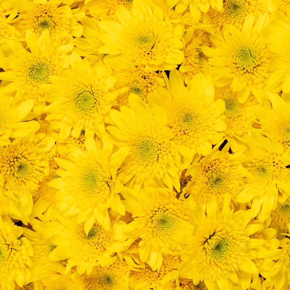 esmeralda-chrysanthemum-babalu