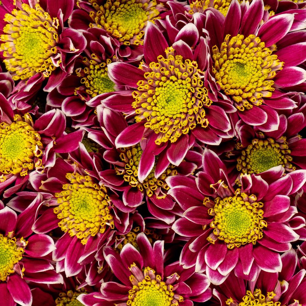 esmeralda-chrysanthemum-kogui