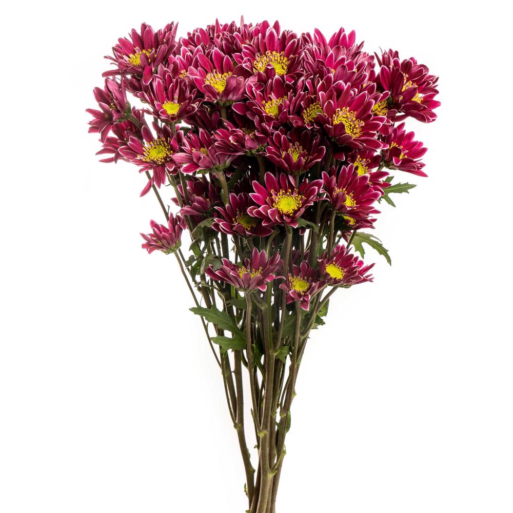 esmeralda-chrysanthemum-kogui