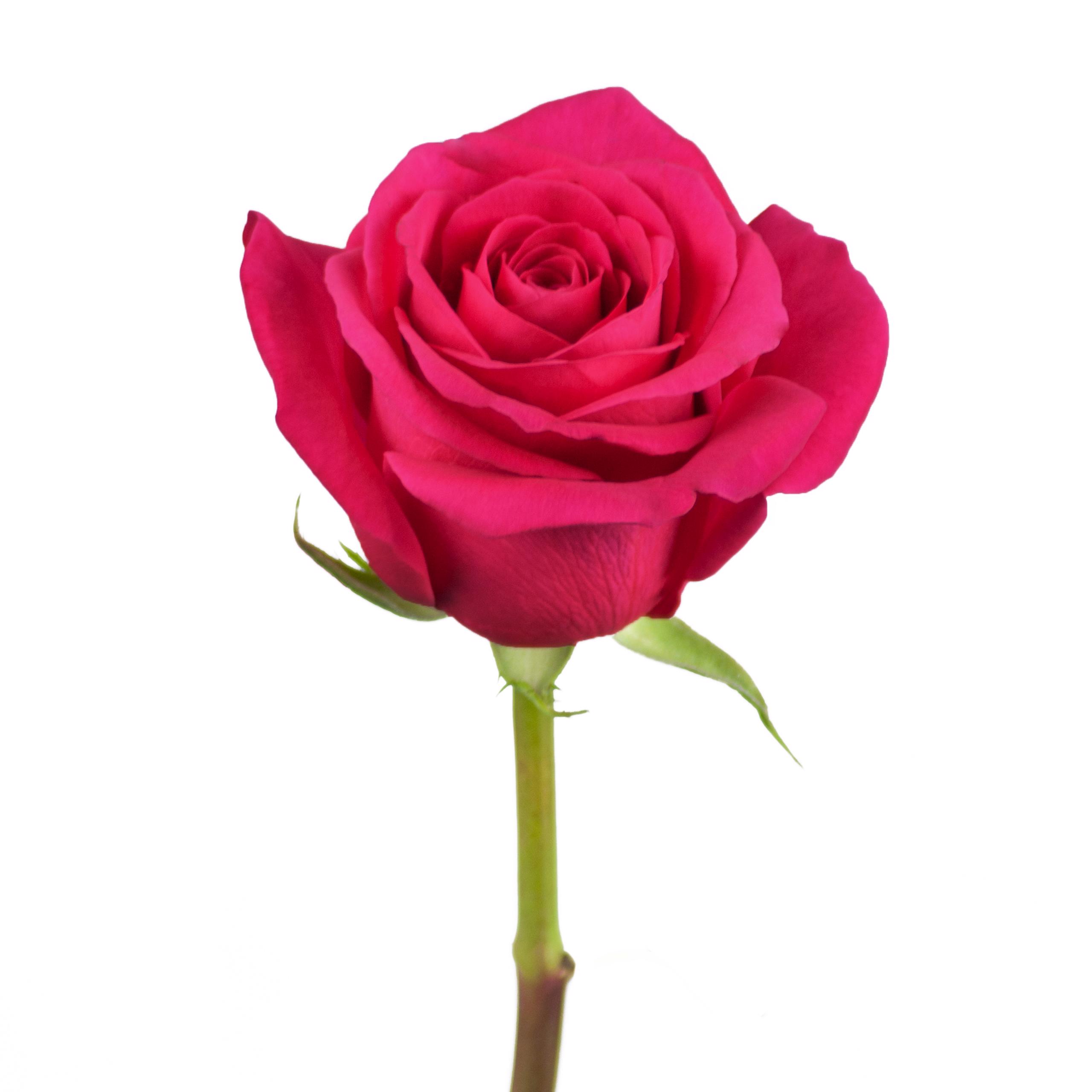 esmeralda-pink-floyd-rose