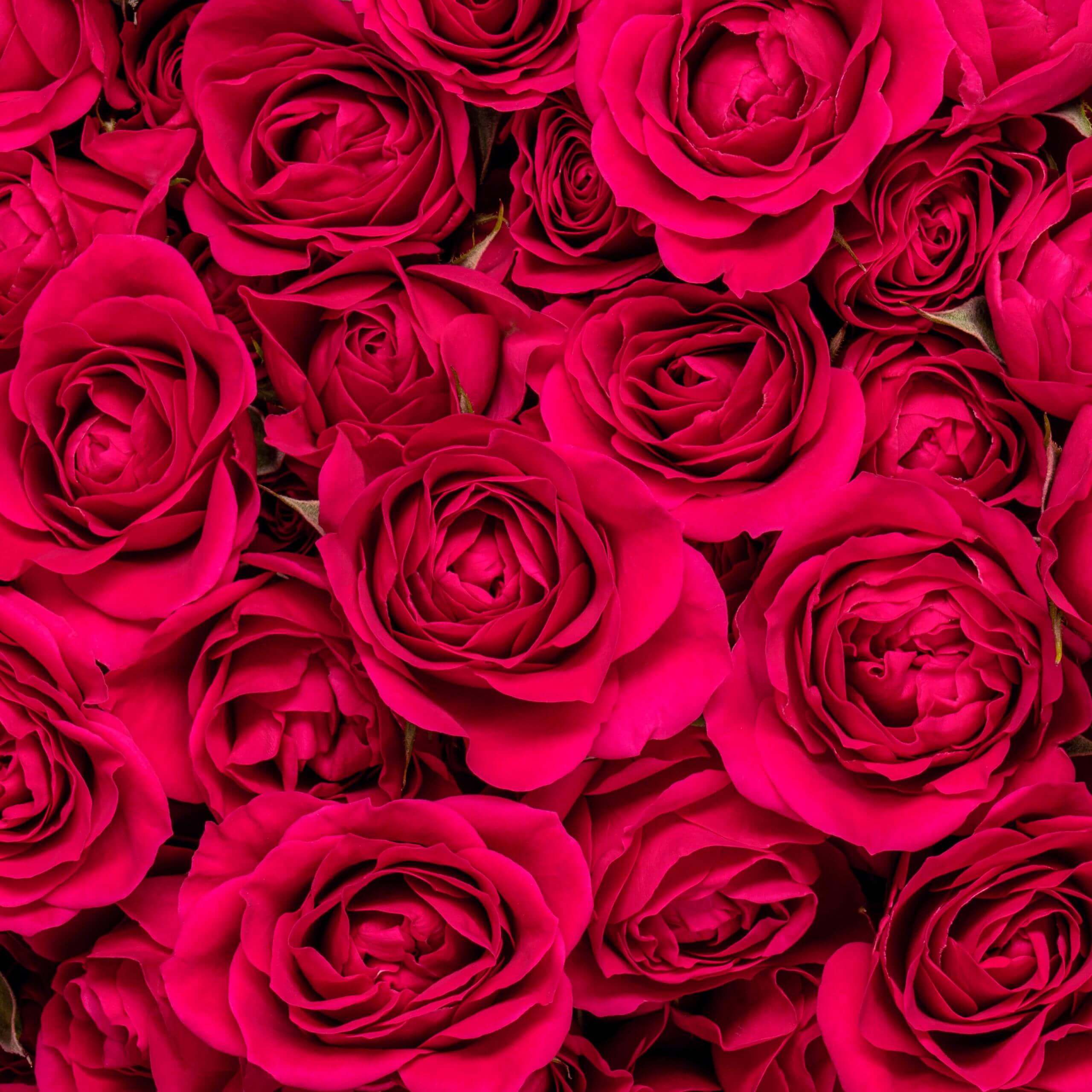 Gem Star - Spray Rose - Esmeralda Farms Wholesale Flowers