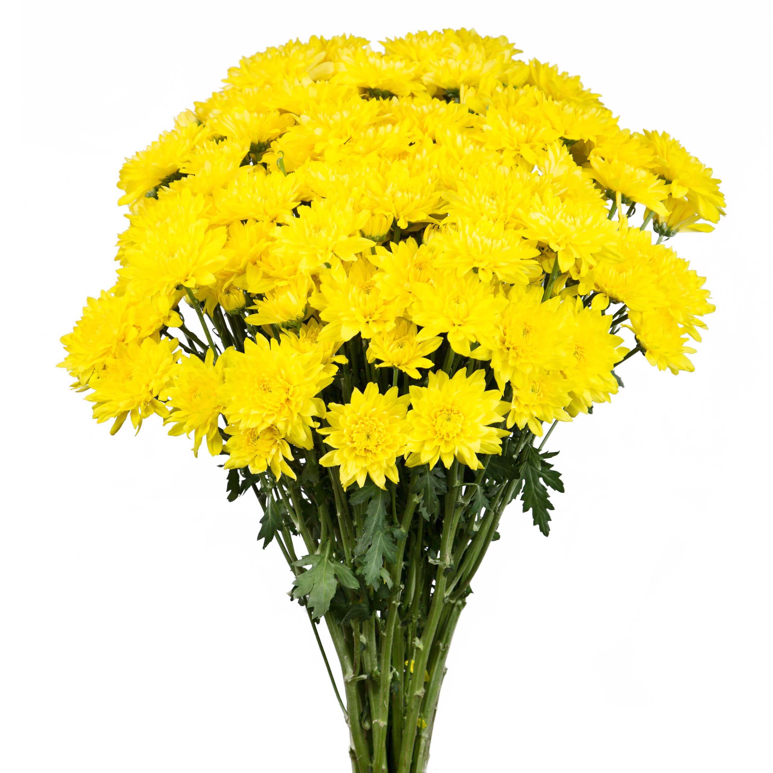 esmeralda-chrysanthemum-golden-kent
