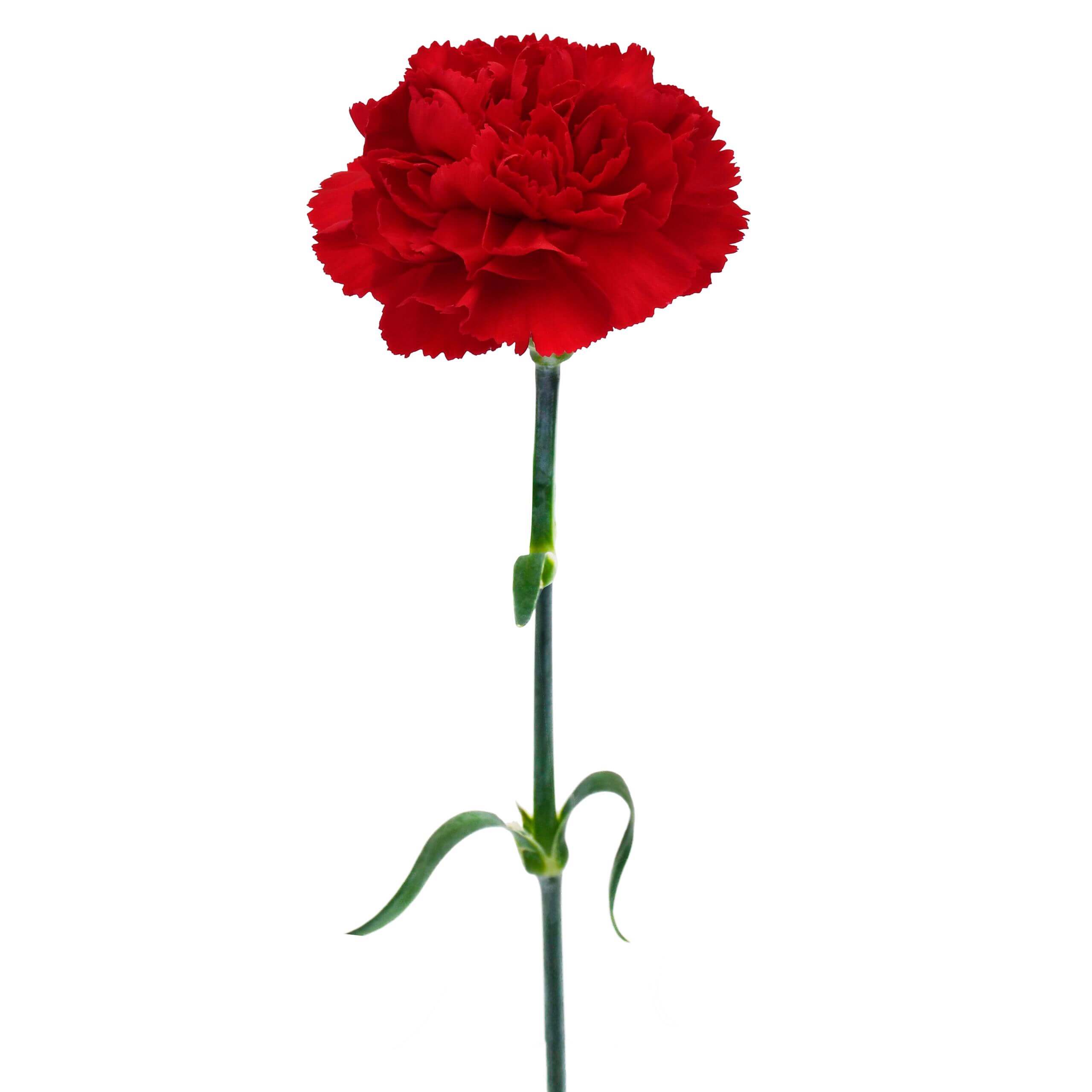 esmeralda-farms-carnation-red-single-stem