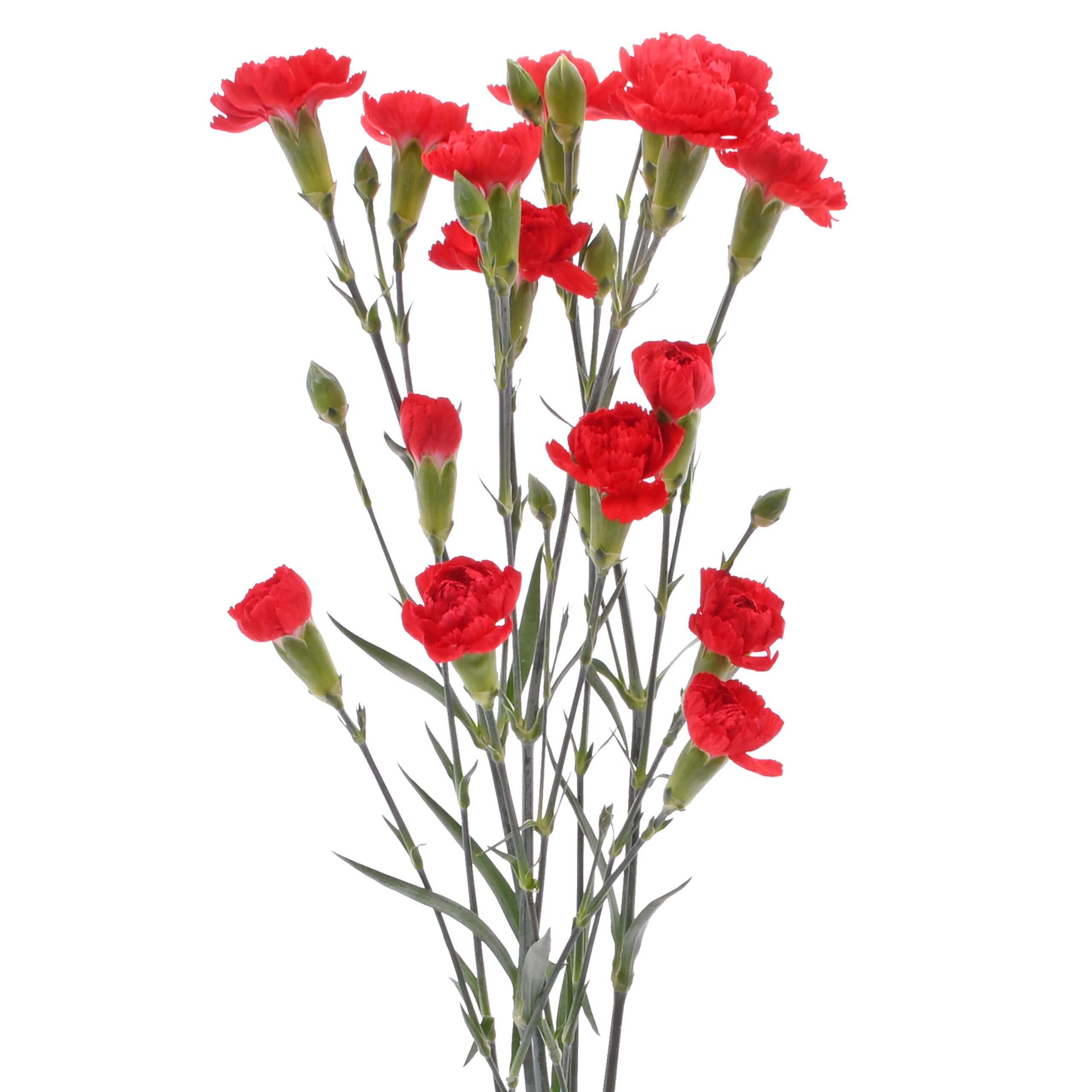 esmeralda-farms-mini-carnation-red-2