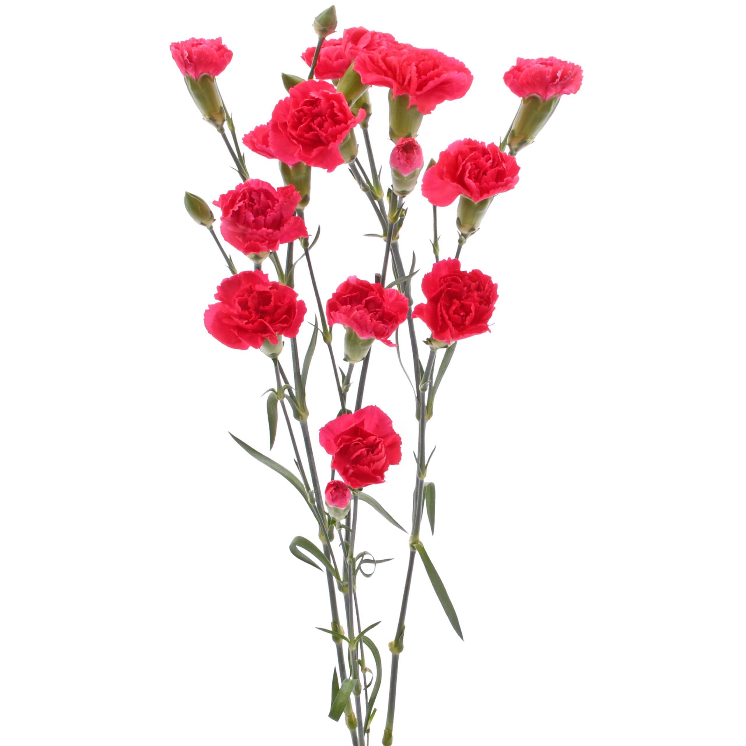 esmeralda-farms-mini-carnation-hot-pink-2