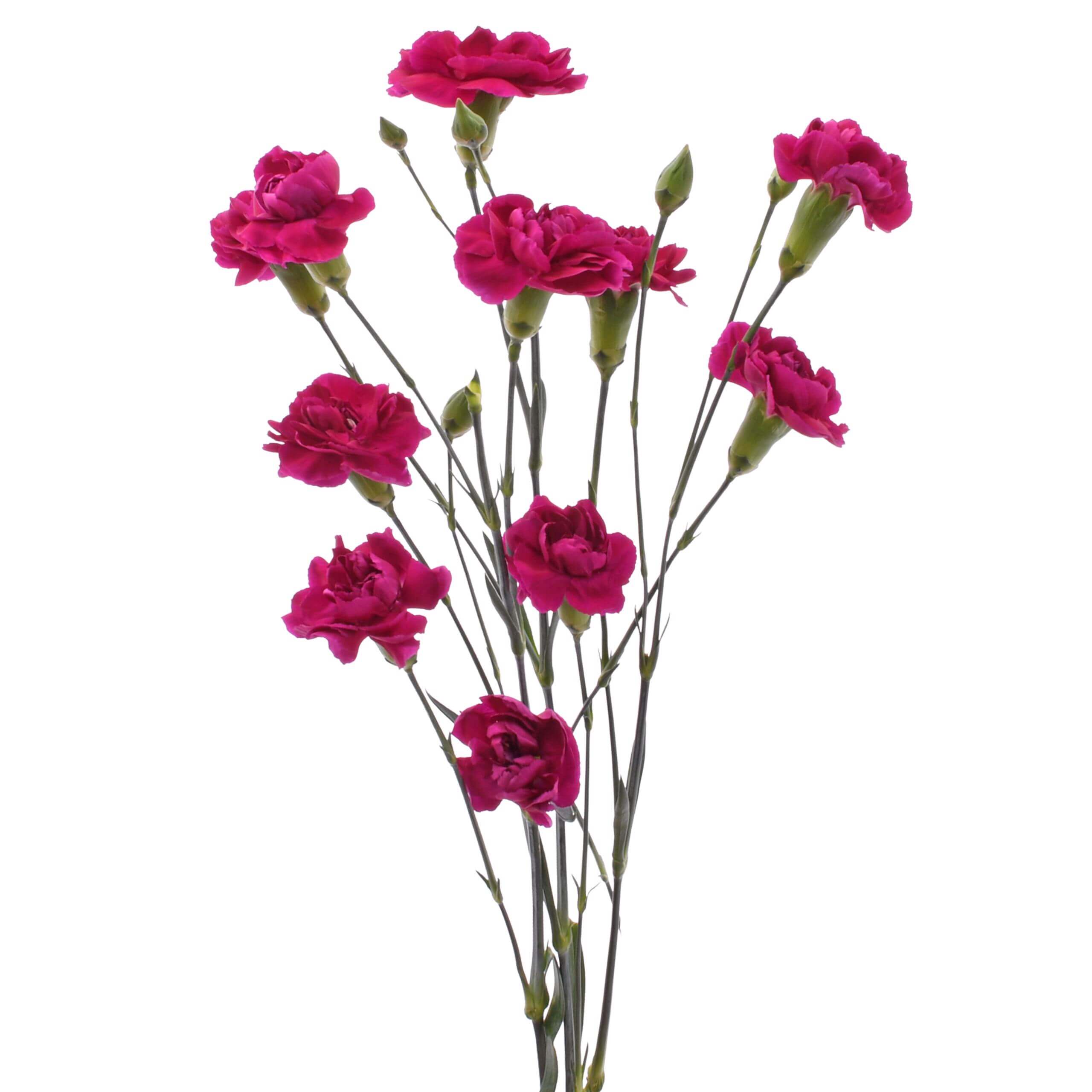 esmeralda-farms-mini-carnation-purple-2