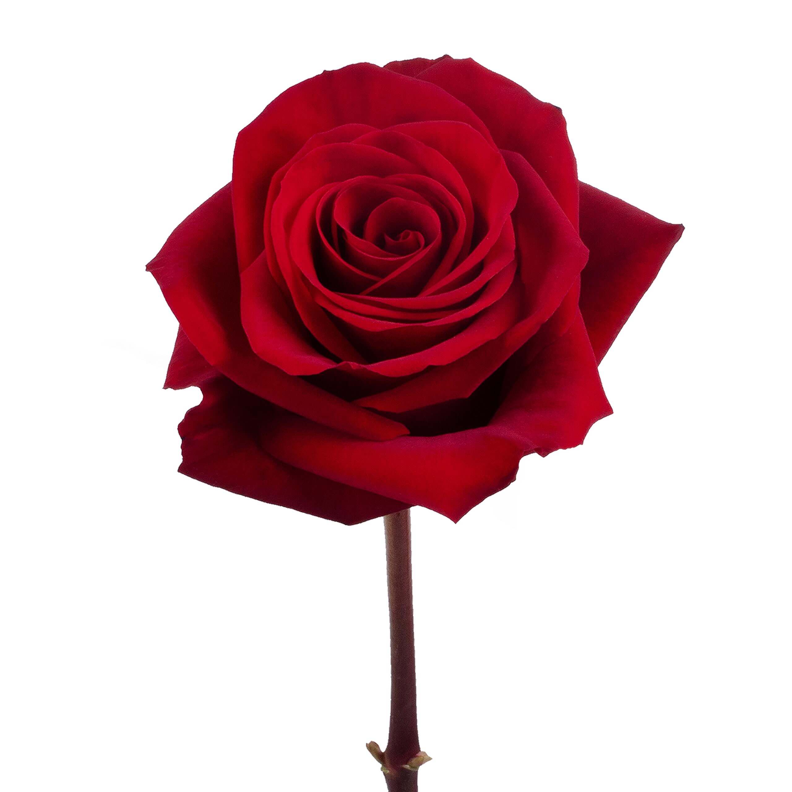 esmeralda-farms-rose-redvolution